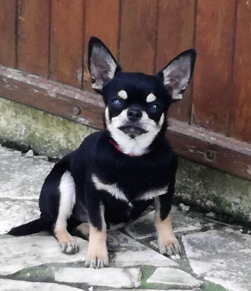 Especially For You - Chiot disponible  - Chihuahua
